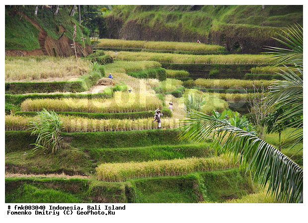 ����, ���������, �������, ������, ���, ������� �������, �������