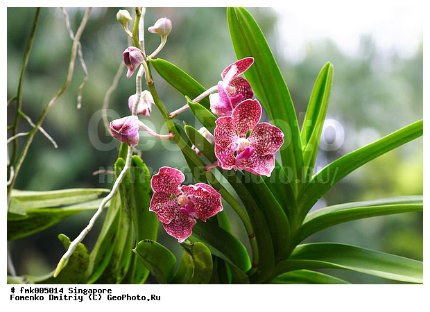 ��������, ������, ��������, �������, ��������