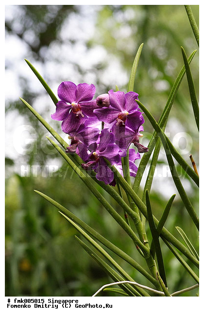 ��������, ������, ��������, �������, ��������