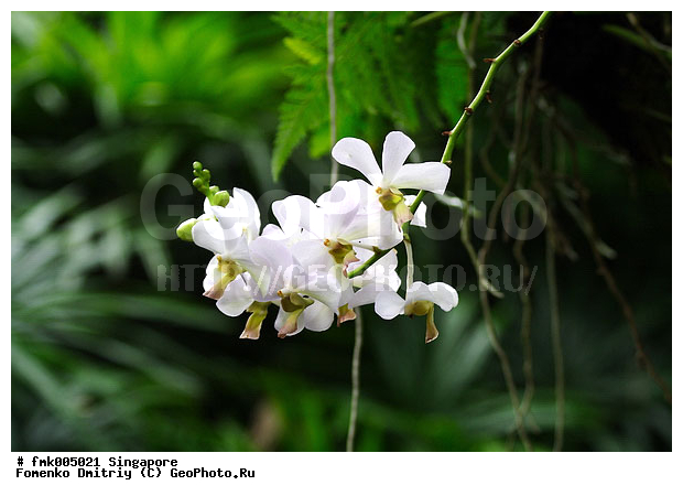 ��������, ������, ��������, �������, ��������