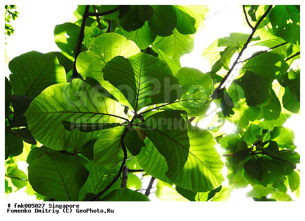 ��������, �������, ������, �������, ����