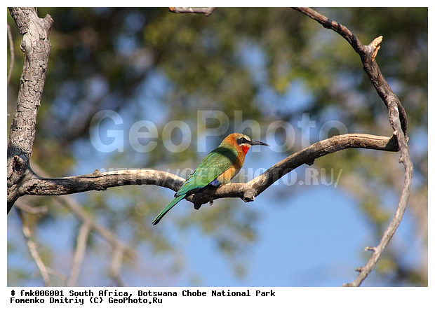 ��������, ������������ ����, ����, ����� ������, �����, ������������, ��������, ��������, �����, �����, ��������, �����������, XYZ, ��������, Meropidae, ��������� �����, Merops bullockoides