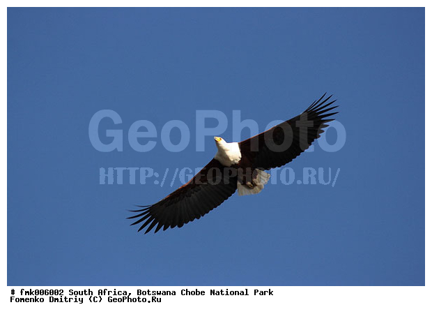 ��������, ������������ ����, ����, ����� ������, ������, ����, ���� �������, �����, �����, ��������, ��������, �����, �����, ��������, �����������, ������ �����, ������ �����,XYZ, ����������, Accipitridae, �����-������, Haliaeetus vocifer