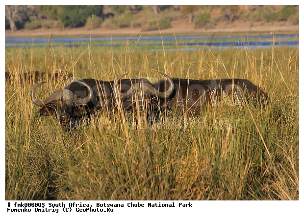 ��������, ������������ ����, ����, ����� ������, ������, �������, �����, �������������, �����, �����, XYZ, ���������, Bovidae, ����������� ������, ׸���� ������, Syncerus caffer