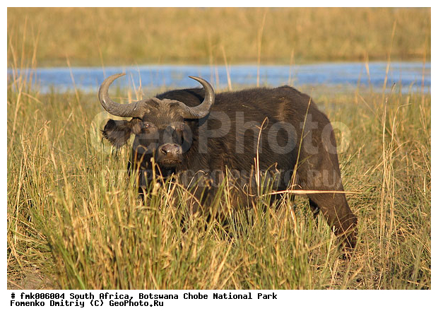 ��������, ������������ ����, ����, ����� ������, ������, �����, �������������, �����, �����, XYZ, ���������, Bovidae, ����������� ������, ׸���� ������, Syncerus caffer