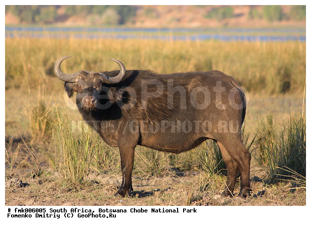 ��������, ������������ ����, ����, ����� ������, ������, �������������, �����, �����, XYZ, ���������, Bovidae, ����������� ������, ׸���� ������, Syncerus caffer