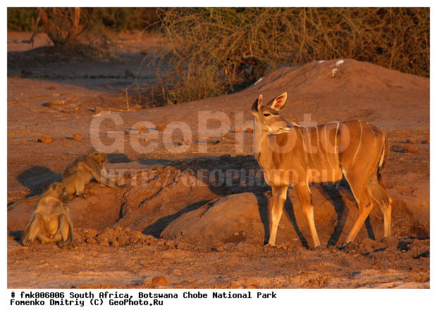 ��������, ������������ ����, ����, ����� ������, ��������, ��������, �����