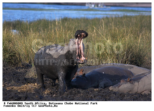 ��������, ������������ ����, ����, ����� ������, �������, ����������, �����, �����, �����, ���, �������������, �����, �����, XYZ, �����������, Hippopotamidae, ������������ �������, ����������, Hippopotamus amphibius