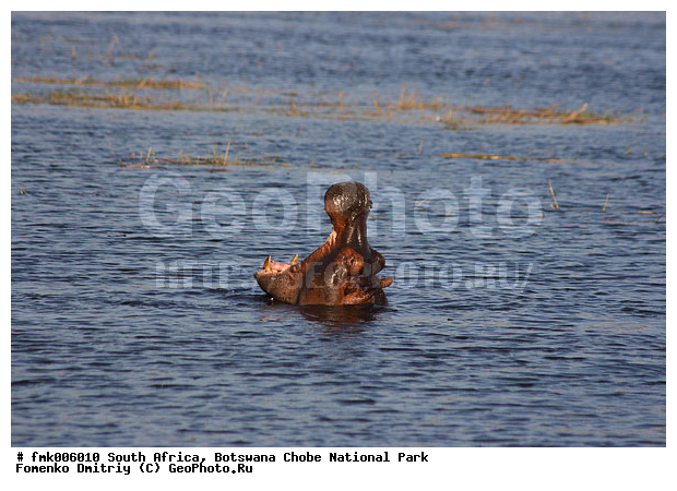 ��������, ������������ ����, ����, ����� ������, �������, ����, ����������, �����, �����, �����, ���, ����, �������������, �����, �����, XYZ, �����������, Hippopotamidae, ������������ �������, ����������, Hippopotamus amphibius