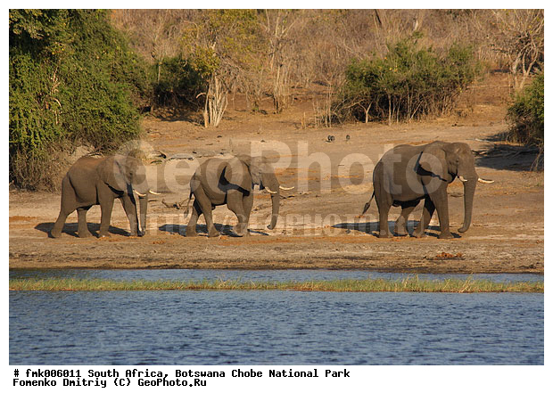 ��������, ������������ ����, ����, ����� ������, ����, ��������, ����, �����, �������������, �����, �����, XYZ, ��������, Proboscidea, �������� ����, Loxodonta africana, Elephas africanus, ��������, Elephantidae