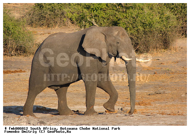 ��������, ������������ ����, ����, ����� ������, ����, ����, �������������, �����, �����, XYZ, ��������, Proboscidea, �������� ����, Loxodonta africana, Elephas africanus, ��������, Elephantidae