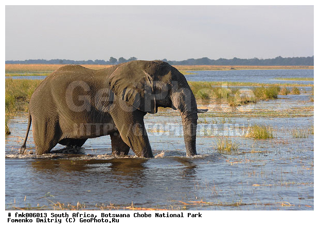 ��������, ������������ ����, ����, ����� ������, ���, ����, �����, ����, �������������, �����, �����, XYZ, ��������, Proboscidea, �������� ����, Loxodonta africana, Elephas africanus, ��������, Elephantidae