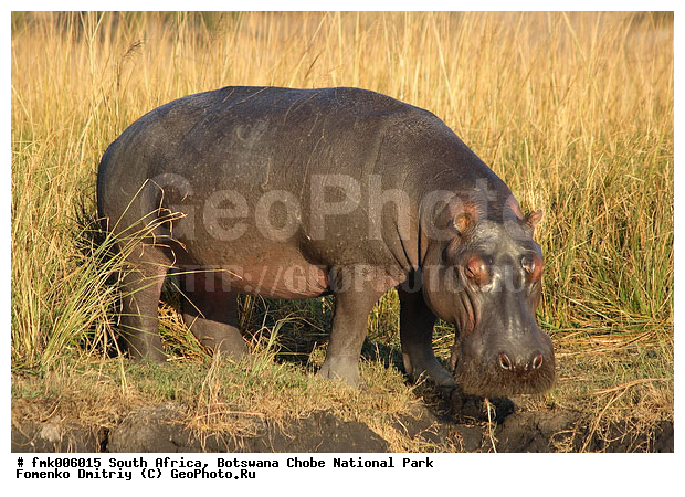 ��������, ������������ ����, ����, ����� ������, �������, ����������, ��������, �����, ����������, �������������, �����, �����, XYZ, �����������, Hippopotamidae, ������������ �������, ����������, Hippopotamus amphibius