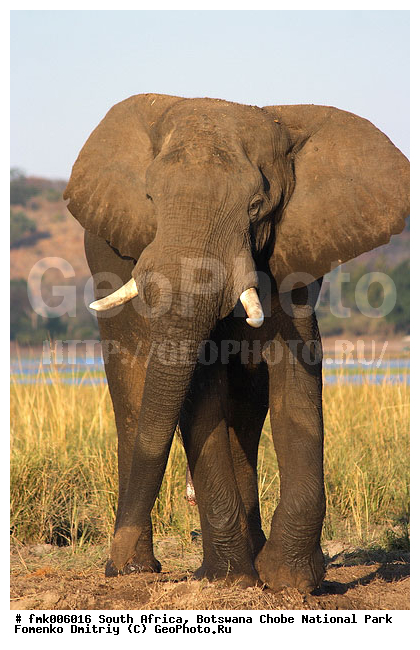 ��������, ������������ ����, ����, ����� ������, �������, ����, �������������, �����, �����, XYZ, ��������, Proboscidea, �������� ����, Loxodonta africana, Elephas africanus, ��������, Elephantidae