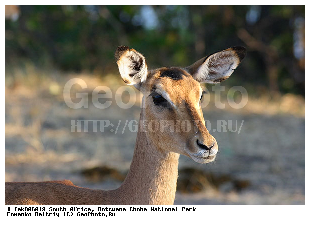 ��������, ������������ ����, ����, ����� ������, ��������, ��������