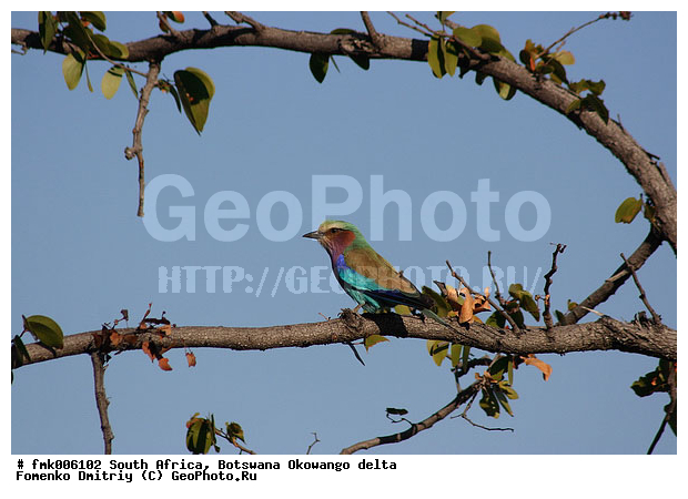 ��������, ����� ������, �����, �����, ������������, ��������, ��������, �����, �����, ��������, �����������, XYZ, ��������������, Coraciidae, �������������� �����������, ��������������� �����������, Coracias caudata, Coracias caudatus