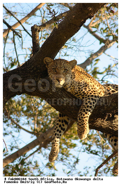 ��������, ����� ������, �����, ������, ������, ��������, �����, �����, �������, �������������, �����, ���������, ������, �������������, �����, �����, XYZ, �������, Felidae, �������, ����, �������, Panthera pardus