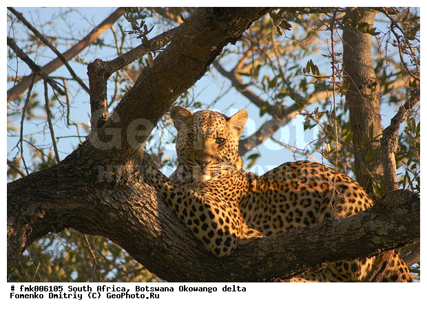 ��������, ����� ������, �����, ������, ������, ��������, �����, �����, �������, �������������, �����, ���������, ������, �������������, �����, �����, XYZ, �������, Felidae, �������, ����, �������, Panthera pardus