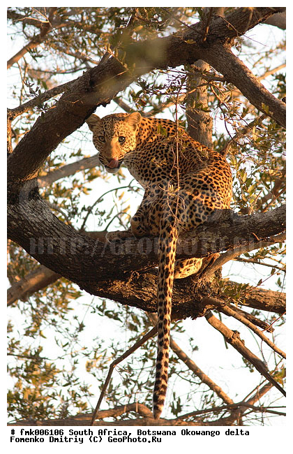 ��������, ����� ������, �����, ������, ������, ������� �����, ��������, �����, �����, �������, �������������, �����, ���������, �����, ������, �������������, �����, �����, XYZ, �������, Felidae, �������, ����, �������, Panthera pardus