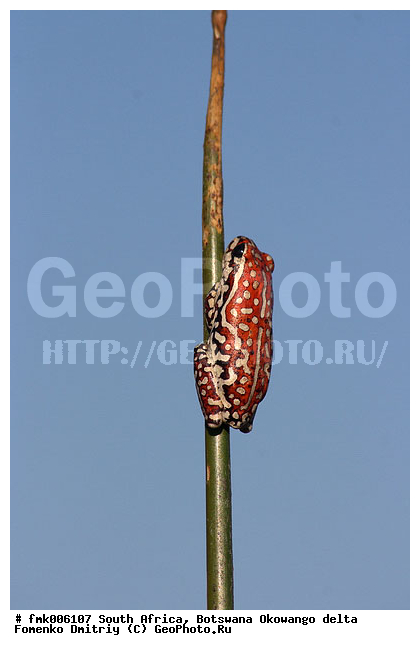 ��������, ����� ������, �������� ���������