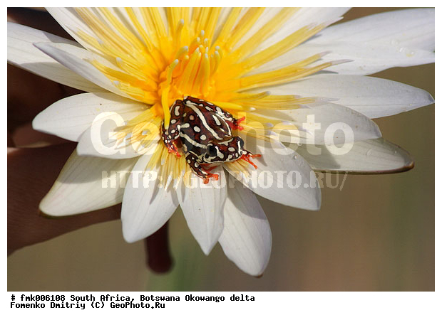 ��������, ����� ������, �������, ���������, ��������� �������, ������, ������