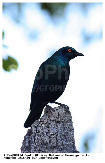 ��������, ����� ������, �����