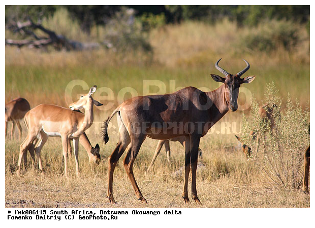 ��������, ����� ������, ��������, ��������, ��������, �������������, �������������, �����, �����, XYZ, ���������, Bovidae, �������, ������� ��������, ������������ �����, Alcelaphus buselaphus, Antilope bubalis, Antilope buselaphus, Bubalis buselaphus