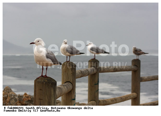 ��������, ����� ������, �����, ��������, ����, �����, �����, �����