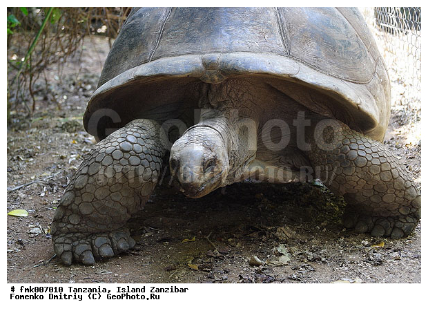 ��������� ��������, ��������, ������ ��������, �������