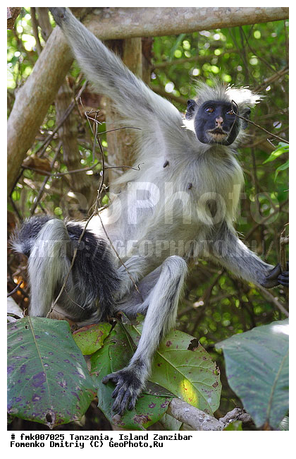 ��������, ��������, �������, ������� �������, ��������, ������ ��������