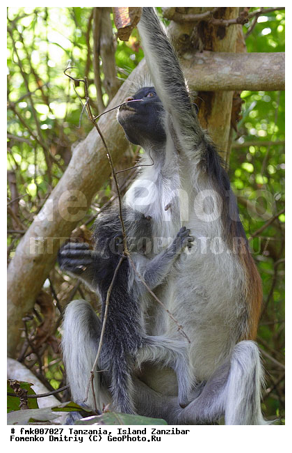 ��������, ��������, �������, ������� �������, ��������, ������ ��������, �������