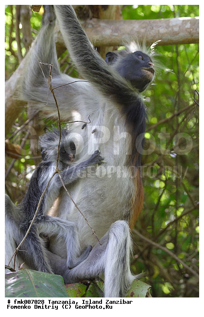 ��������, ��������, �������, ������� �������, ����, ��������, ������ ��������, �������