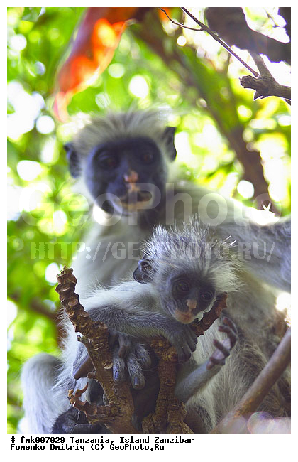 ��������, ��������, �������, ������� �������, ��������, ������ ��������, �������