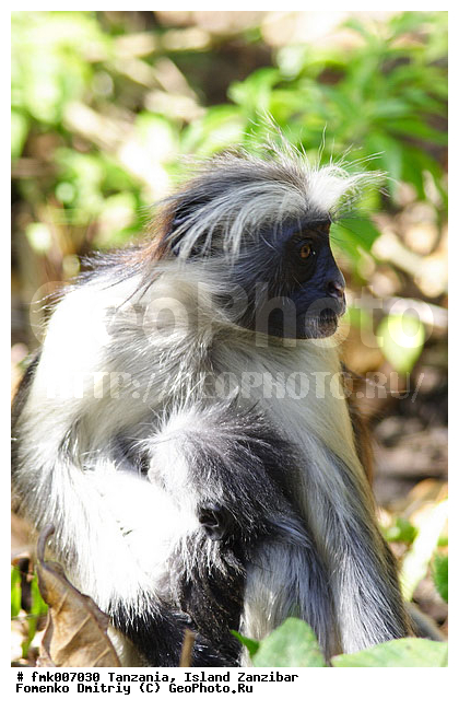 ��������, ��������, �������, ������� �������, ��������, ������ ��������