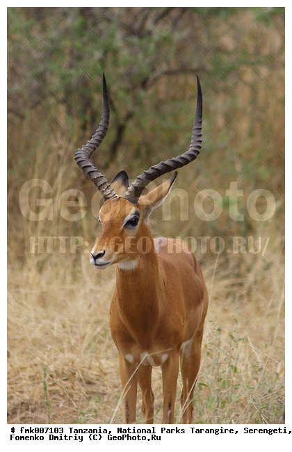 ����������, ���������, ��������, ���������, ��������, ��������, ������������ �����, ����, ������, ��������, ��������, �������������, �������������, �����, �����, XYZ, ���������, Bovidae, ������, ���������� ��������, Aepyceros melampus, Antilope melampus, ��������, ��������� ������