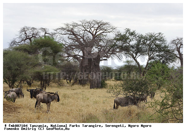 ����������, ���������, ��������, ���������, ��������, ��������-���, ������, ���, ������, ������������ �����, �������, ��������, ��������, �������������, �������������, �����, �����, XYZ, ���������, Bovidae, ������� ���, ��������� ���, Connochaetes taurinus, ��������� ������