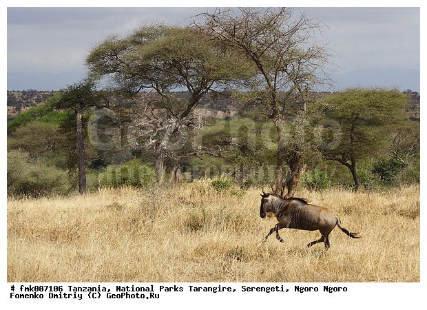 ����������, ���������, ��������, ���������, ��������, ��������-���, ���, ���, ������, ������������ �����, �������, ��������, ��������, �������������, �������������, �����, �����, XYZ, ���������, Bovidae, ������� ���, ��������� ���, Connochaetes taurinus, ��������� ������