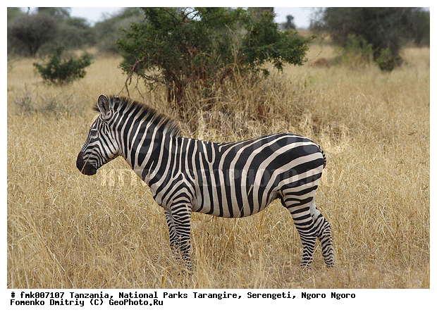 ����������, ���������, ��������, ���������, �����, �����, ������������ �����, �������, �������, �������������, �����, �����, XYZ, ���������, Equidae, ���������� �����, �������� �����, Equus quagga, Equus burchelli, �������������, �����, �����, XYZ, ���������, Equidae, ���������� �����, �������� �����, Equus quagga, Equus burchelli, Equus quagga burchellii, Asinus burchellii