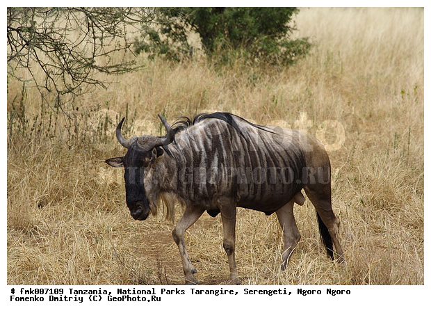 ����������, ���������, ��������, ���������, ��������, ��������-���, ���, �����, ��������, ������������ �����, ��������, ��������, �������������, �������������, �����, �����, XYZ, ���������, Bovidae, ������� ���, ��������� ���, Connochaetes taurinus, ��������� ������