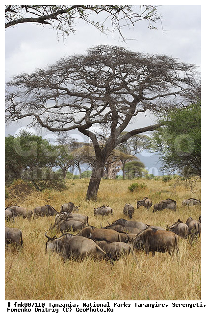 ����������, ���������, ��������, ���������, ��������, ��������-���, ���, ������, �����, ��������, ������������ �����, ��������, ��������, �������������, �������������, �����, �����, XYZ, ���������, Bovidae, ������� ���, ��������� ���, Connochaetes taurinus, ��������� ������