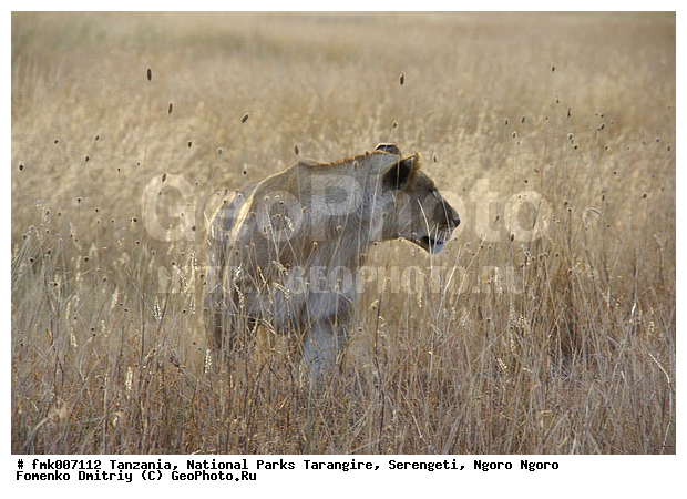 ����������, ���������, ��������, ���������, �����, ��������, ���, ������������ �����, �������, �������, ����� �����, �����, ������, ��������, ��������, �������������, �������������, �����, �����, �������, ������, XYZ, �������, Felidae, ���, Panthera leo, ������