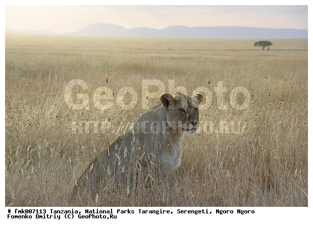 ����������, ���������, ��������, ���������, �����, ��������, ���, ������������ �����, �������, �������, ����� �����, �����, ������, ��������, ��������, �������������, �������������, �����, �����, �������, ������, XYZ, �������, Felidae, ���, Panthera leo, ������