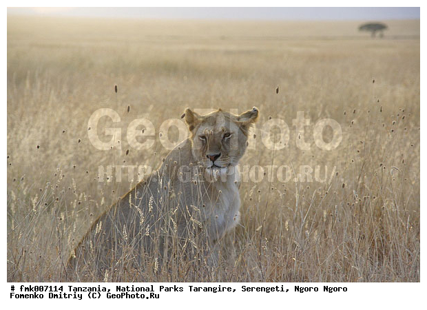 ����������, ���������, ��������, ���������, ���, ������, ������������ �����, �������, �������, ����� �����, �����, ��������, ��������, �������������, �������������, �����, �����, �������, ������, XYZ, �������, Felidae, ���, Panthera leo, ������