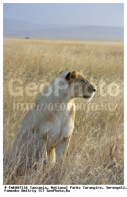 ����������, ���������, ��������, ���������, �����, ��������, ���, ������������ �����, �������, �������, ����� �����, �����, ������, ��������, ��������, �������������, �������������, �����, �����, �������, ������, XYZ, �������, Felidae, ���, Panthera leo, ������