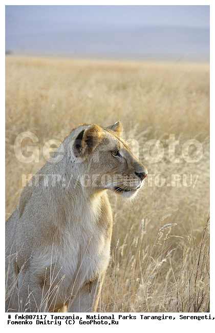 ����������, ���������, ��������, ���������, ������, ������������ �����, �������, �������, ����� �����, �����, ��������, ��������, �������������, �������������, �����, �����, �������, ������, XYZ, �������, Felidae, ���, Panthera leo, ������