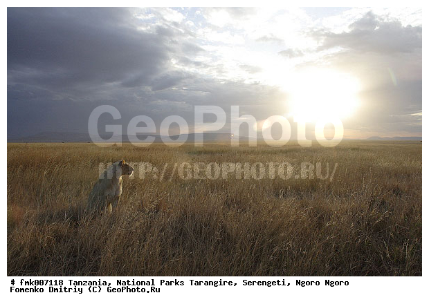 ����������, ���������, ��������, ���������, �����, ��������, �����, ���, ������������ �����, �������, ������, ��������, ��������, �������������, �������������, �����, �����, �������, ������, XYZ, �������, Felidae, ���, Panthera leo, ������