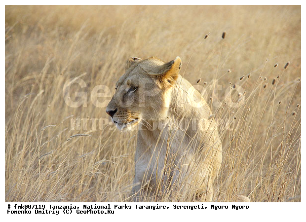 ����������, ���������, ��������, ���������, ���, ������, ������������ �����, �������, �������, ����� �����, �����, ��������, ��������, �������������, �������������, �����, �����, �������, ������, XYZ, �������, Felidae, ���, Panthera leo, ������