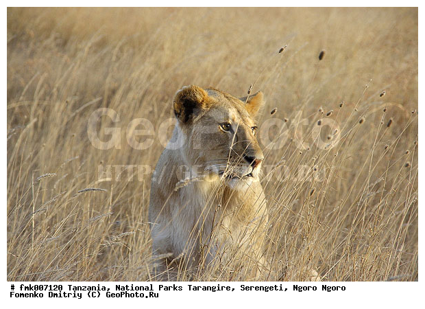 ����������, ���������, ��������, ���������, �����, ��������, ���, ������������ �����, �������, �������, ����� �����, �����, ������, ��������, ��������, �������������, �������������, �����, �����, �������, ������, XYZ, �������, Felidae, ���, Panthera leo, ������