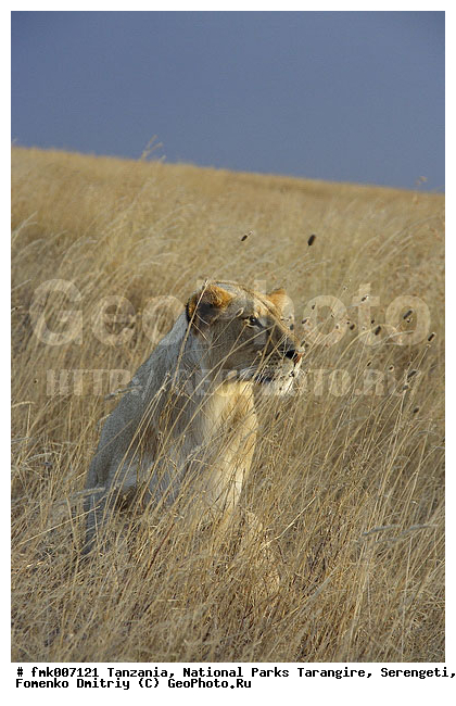 ����������, ���������, ��������, ���������, ���, ������, ������������ �����, �������, �������, ����� �����, �����, ��������, ��������, �������������, �������������, �����, �����, �������, ������, XYZ, �������, Felidae, ���, Panthera leo, ������