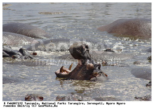 ����������, ���������, ��������, ���������, �������, ������, ����������, ����, ������������ �����, �����, ���, �������������, �����, �����, XYZ, �����������, Hippopotamidae, ������������ �������, ����������, Hippopotamus amphibius, �������������, �����, �����, XYZ, �����������, Hippopotamidae, ������������ �������, ����������, Hippopotamus amphibius